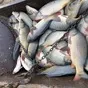 живая рыба оптом от производителя в Нижнем Новгороде 2