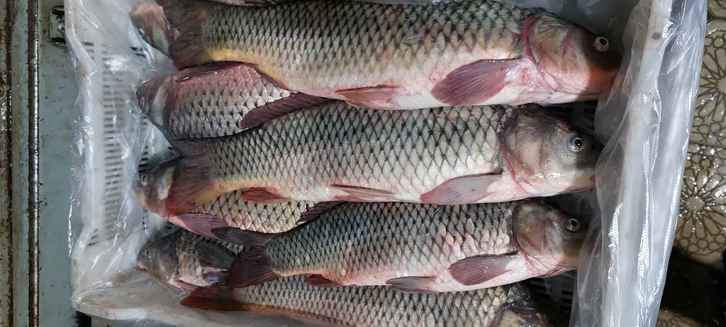 Фотография продукта Каспийская рыба от производителя оптом.